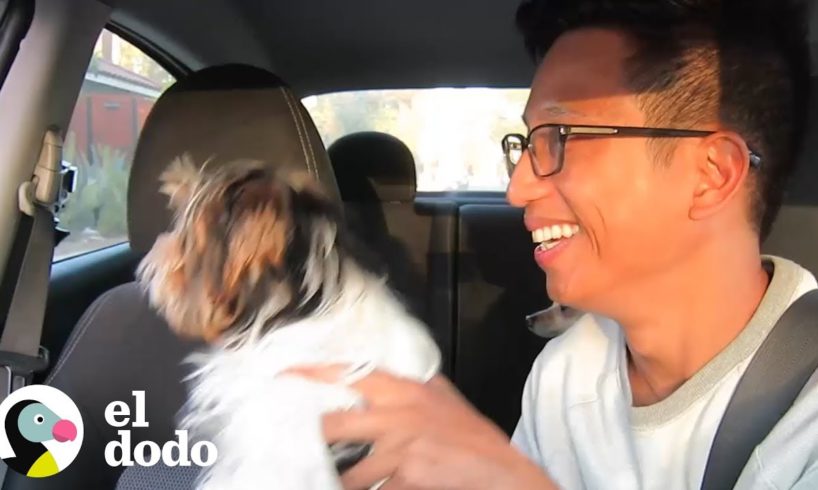 Chofer de Uber sorprende a sus pasajeros con perritos | El Dodo