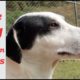 Compilation of cute dog adoption videos from Randolph County Animal Shelter in Wedowee, AL