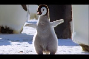 Cool Cute Chicks! | Amazing Animal Babies: Emperor Penguin Chicks (Ep 5) | Earth Unplugged