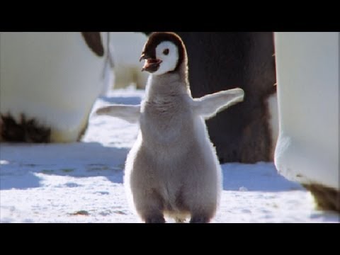 Cool Cute Chicks! | Amazing Animal Babies: Emperor Penguin Chicks (Ep 5) | Earth Unplugged