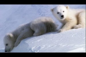 Cool Cute Cubs! | Amazing Animal Babies: Polar Bears | Earth Unplugged