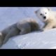 Cool Cute Cubs! | Amazing Animal Babies: Polar Bears | Earth Unplugged