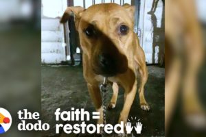 Cop Rescues Pit Bull In -20 Degree Windchill | The Dodo Faith = Restored