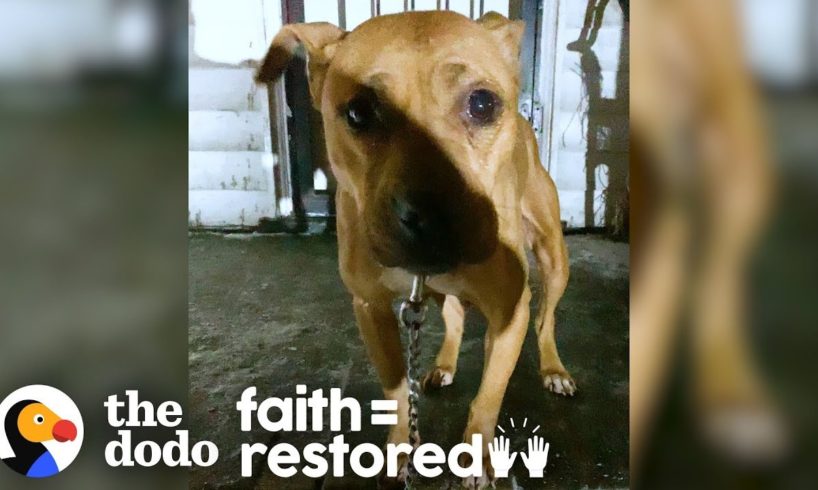 Cop Rescues Pit Bull In -20 Degree Windchill | The Dodo Faith = Restored