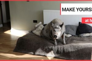 Couple adopt micro-animal which grew into a 28 stone pig | SWNS TV