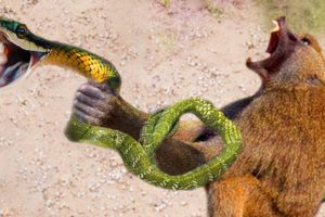 Crazy Amazing Animal Fight - Hero Monkey save Mouse From Snake Python hunting Fail