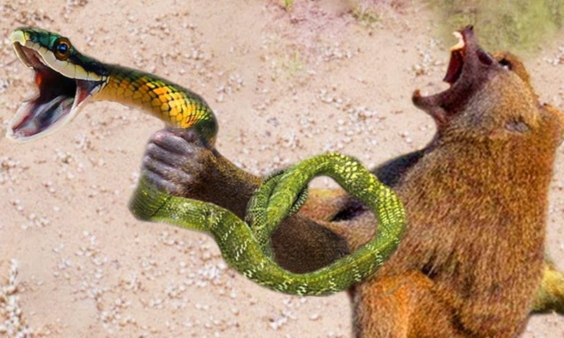 Crazy Amazing Animal Fight - Hero Monkey save Mouse From Snake Python hunting Fail