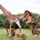 Crazy Amazing Animal Fight - Lion vs Giraffe