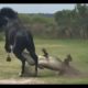 Crazy Animal Fights!!!