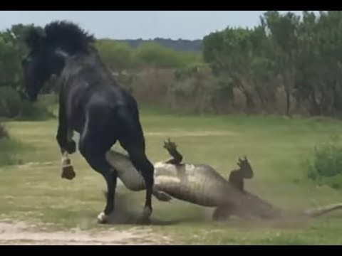 Crazy Animal Fights!!!