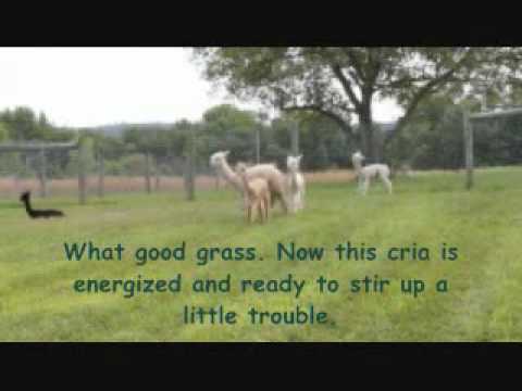 Crias Playing Cute Baby Animals Cria Baby Alpacas