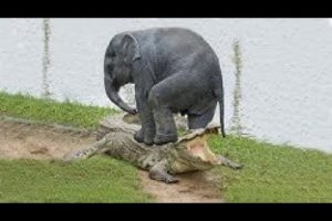 Crocodile Attacks Elephant  Elephant vs Crocodile Real Fight  Animals Fighting Each Other 2019