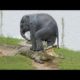 Crocodile Attacks Elephant  Elephant vs Crocodile Real Fight  Animals Fighting Each Other 2019