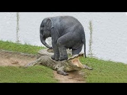 Crocodile Attacks Elephant  Elephant vs Crocodile Real Fight  Animals Fighting Each Other 2019