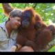 Crocodile Hunter Steve Irwin Has Emotional Encounter With Mother Orangutan.