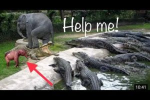 Crocodiles vs Elephants rescued their babies, Fighting Animals Video#9 | Gvid Animals TV