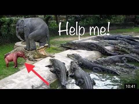 Crocodiles vs Elephants rescued their babies, Fighting Animals Video#9 | Gvid Animals TV