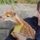 Crying Baby Deer Reunited With His Mom | The Dodo