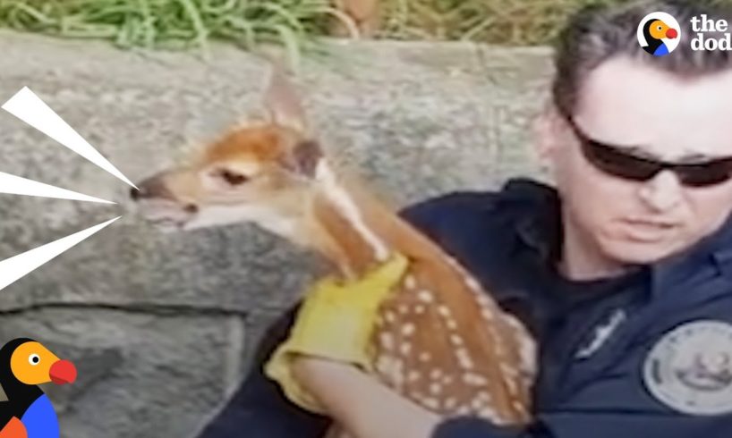 Crying Baby Deer Reunited With His Mom | The Dodo