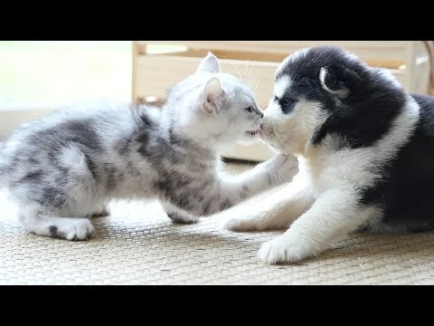 Cute And Funny Puppies And Kittens - Cute Puppies In The World | Cute Dogs And Cats