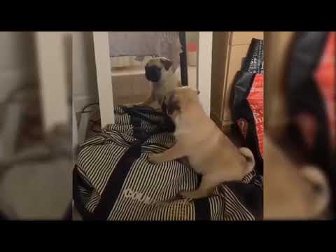 Cute And Funny Puppies Videos   Cute Puppies Doing Funny Things   Puppies TV