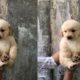 Cute Animals Compilation Cutest Puppies Ever Compilation Buddy Pet Store
