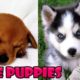 Cute Baby Dogs Compilation #3 - Cute Puppies Doing Funny Things | Cutest Puppy Ever In The World