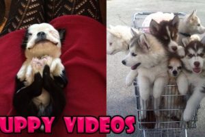 Cute Baby Dogs Compilation #4 - Cute Puppies Doing Funny Things | Cutest Puppy Ever In The World