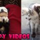 Cute Baby Dogs Compilation #4 - Cute Puppies Doing Funny Things | Cutest Puppy Ever In The World