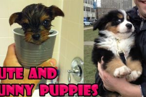 Cute Baby Dogs Compilation #6 - Cute Puppies Doing Funny Things | Cutest Puppy Ever In The World