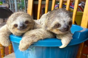 Cute Baby Sloths Learn To Climb