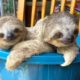 Cute Baby Sloths Learn To Climb