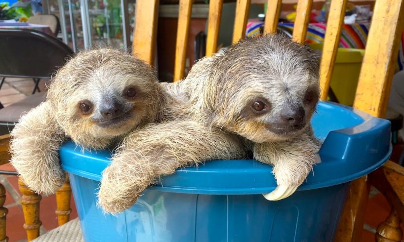 Cute Baby Sloths Learn To Climb