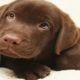 Cute Chocolate Labrador Puppies