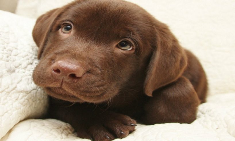 Cute Chocolate Labrador Puppies