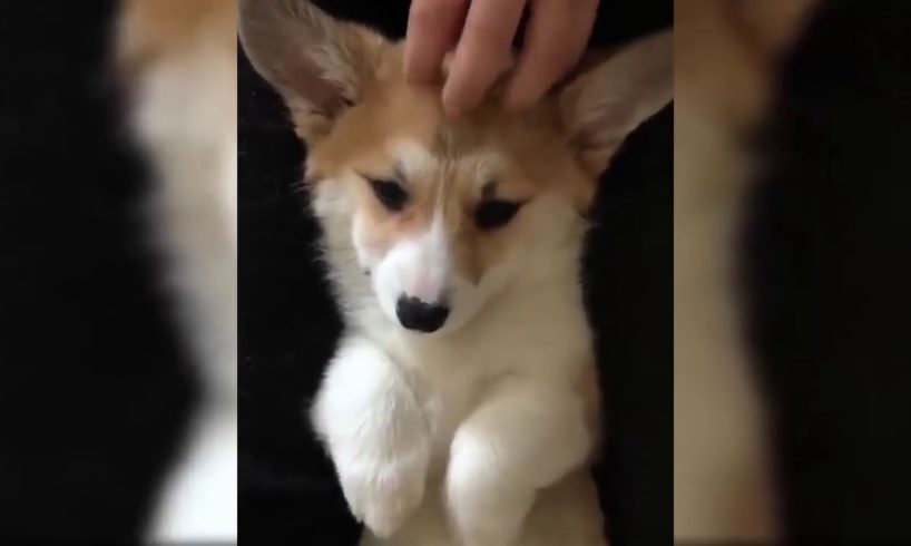 Cute Corgi Puppies Compilation 2019   Cutest Corgi Puppies Ever   Puppies TV