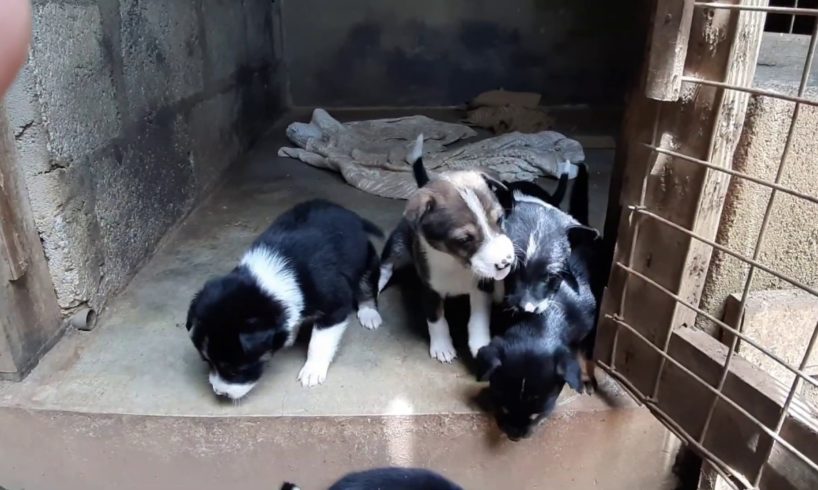 Cute | Dog | Puppies |