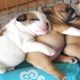 Cute Dogs And Puppies Doing Funny Things Compilation - Cute Puppy Sleeping | Cutest Puppies City