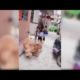 Cute Dogs And Puppies Doing Funny Things Compilation   Cutest Puppies In The World 2019