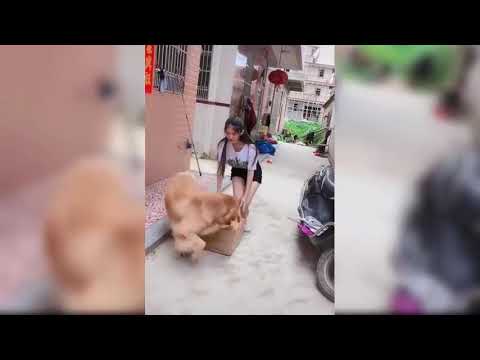 Cute Dogs And Puppies Doing Funny Things Compilation   Cutest Puppies In The World 2019