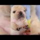 Cute Dogs And Puppies Doing Funny Things   Cute Puppies Barking Compilation  Puppies TV