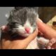 Cute, Happy, Loving Rescued Animals at SFT Animal Sanctuary