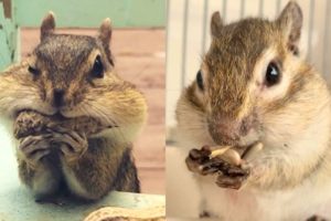 Cute Pets Video ? Little Tiny Chipmunks ? Funny Animals Compilation 2019
