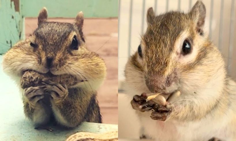 Cute Pets Video ? Little Tiny Chipmunks ? Funny Animals Compilation 2019