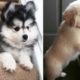 ♥Cute Puppies Doing Funny Things 2019♥ #21  Cutest Dogs