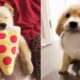 ♥Cute Puppies Doing Funny Things 2019♥ #24  Cutest Dogs
