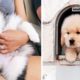♥Cute Puppies Doing Funny Things 2019♥ #27  Cutest Dogs | Cutest Puppies City