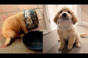 Cute Puppies Doing Funny Things Clean | Cutest Puppies In The Whole World