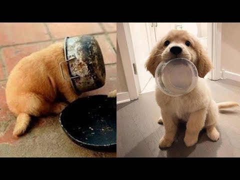 Cute Puppies Doing Funny Things Clean | Cutest Puppies In The Whole World