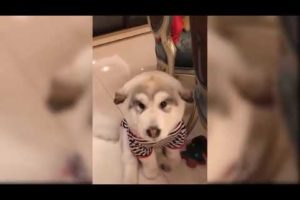 Cute Puppies Doing Funny Things Compilation   Cute Funny Puppies Compilation 2019